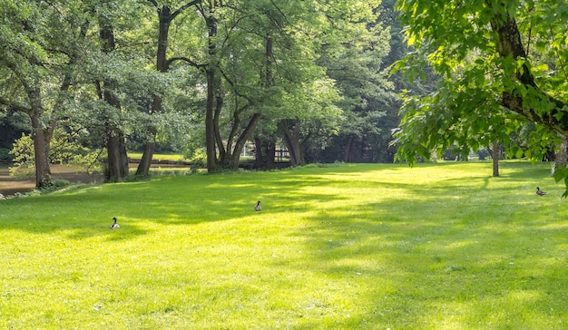 paesaggio idilliaco del parco