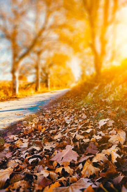 Paesaggio idilliaco del tramonto d'autunno Foglie d'albero e luce solare