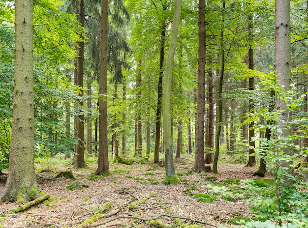 paesaggio idilliaco della foresta