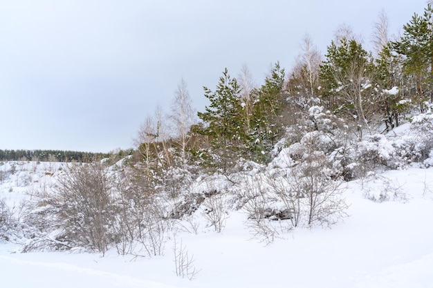 Paesaggio idilliaco di natale invernale