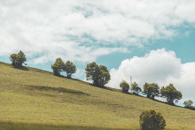 Paesaggio idilliaco in estate Alberi e cielo blu prato verde