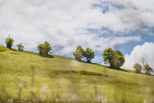 Paesaggio idilliaco in estate Alberi e cielo blu prato verde