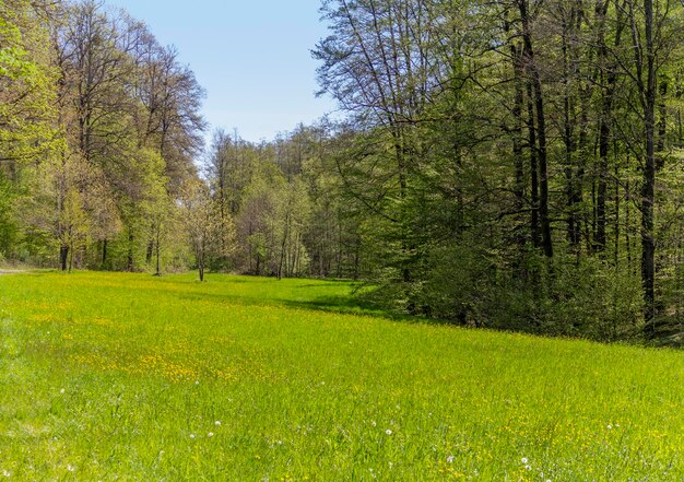 Paesaggio idilliaco primaverile