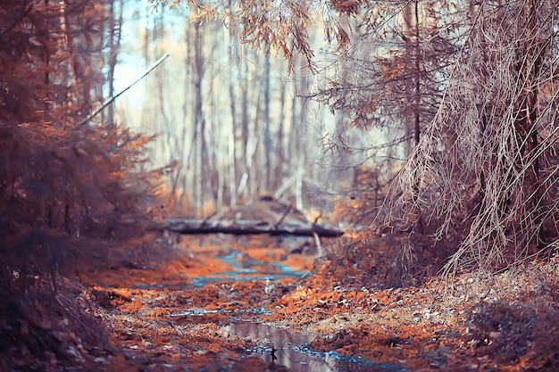 paesaggio in autunno parco / concetto natura paesaggio stagionale stagione, autunno, foresta, alberi estate indiana