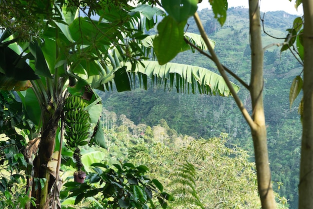 Paesaggio in Colombia con una pianta di banane in primo piano