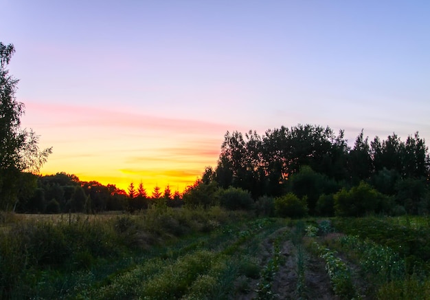 Paesaggio in Lettonia Vista panoramica della natura nella luce del tramonto Estate in campagna