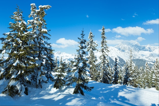 Paesaggio innevato della foresta di abeti di montagna invernale (cima di Papageno bahn - Filzmoos, Austria)