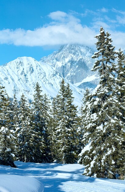 Paesaggio innevato della foresta di abeti di montagna invernale (cima di Papageno bahn - Filzmoos, Austria)