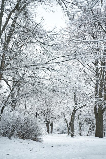 Paesaggio innevato della foresta di inverno. Favola invernale.