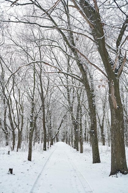 Paesaggio innevato della foresta di inverno. Favola invernale.