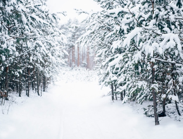 Paesaggio innevato della foresta di pini di inverno. Meravigliosa natura invernale