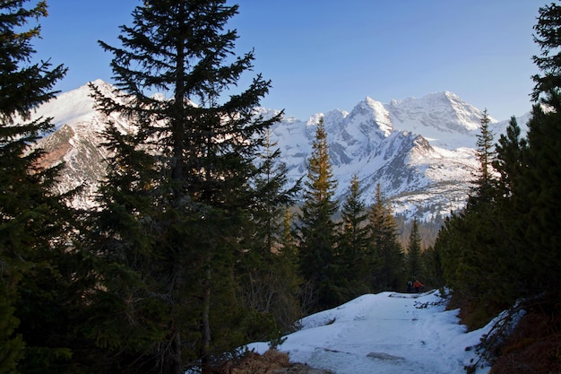 Paesaggio innevato di montagna con alberi di pino