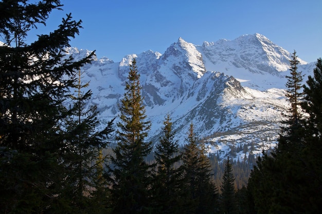 Paesaggio innevato di montagna con alberi di pino