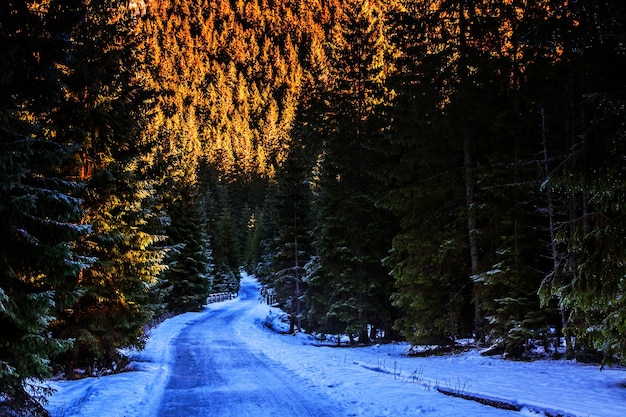 Paesaggio innevato di montagna nella foresta con ponte