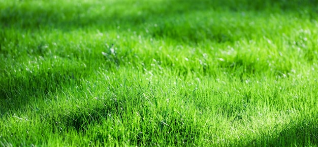 Paesaggio invaso campo di erba verde