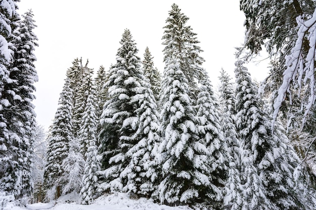 Paesaggio invernale abeti alti e innevati in una foresta profonda