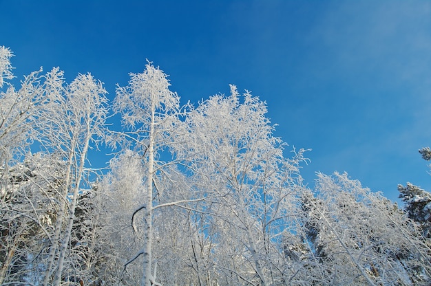 Paesaggio invernale Alberi coperti di neve