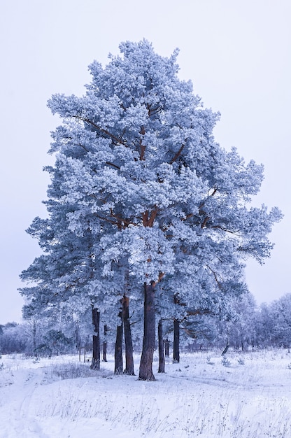 Paesaggio invernale, alberi di pino ricoperti di brina. Sfondo di natale