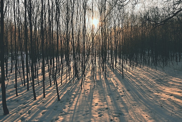 Paesaggio invernale - alberi gelidi. Natura con la neve. Bellissimo sfondo naturale stagionale.