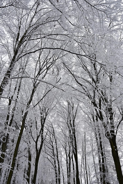 Paesaggio invernale alberi gelidi nella foresta Natura ricoperta di neve Bellissimo sfondo naturale stagionale