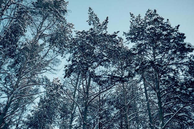 Paesaggio invernale alberi innevati cielo blu