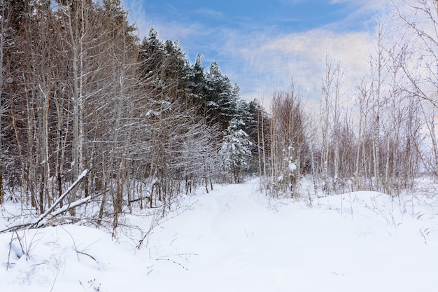 Paesaggio invernale. Alberi innevati, gelo, grandi cumuli di neve e nevicate. Panorama di neve.