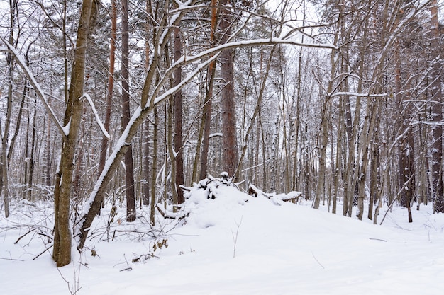 Paesaggio invernale. Alberi innevati, gelo, grandi cumuli di neve e nevicate. Panorama di neve.