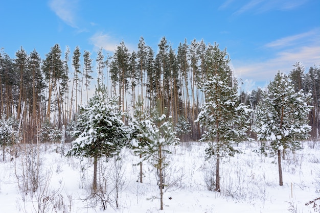 Paesaggio invernale. Alberi innevati, gelo, grandi cumuli di neve e nevicate. Panorama di neve.