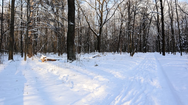 Paesaggio invernale. Alberi innevati nella foresta invernale con raggi solari.