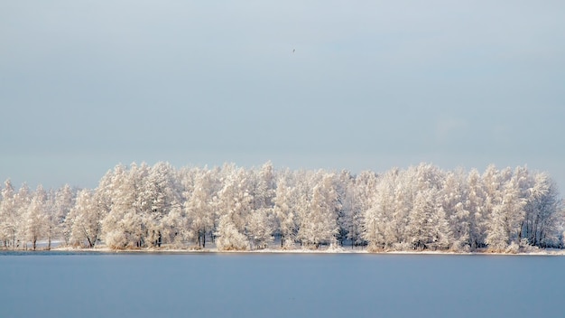 Paesaggio invernale Alberi innevati sulla riva