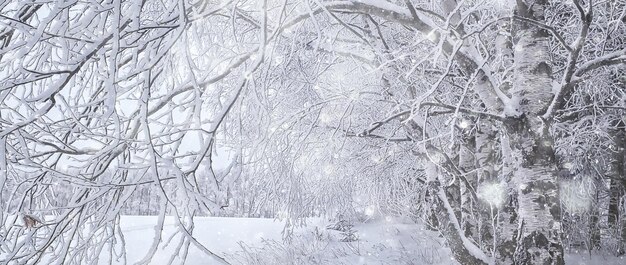 paesaggio invernale alberi ricoperti di brina