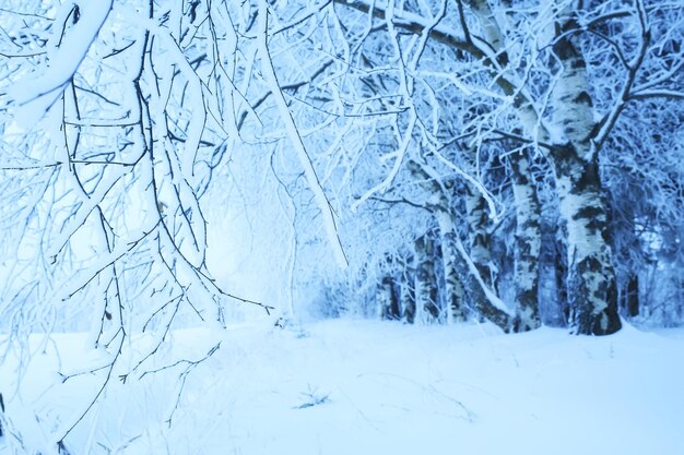 paesaggio invernale alberi ricoperti di brina