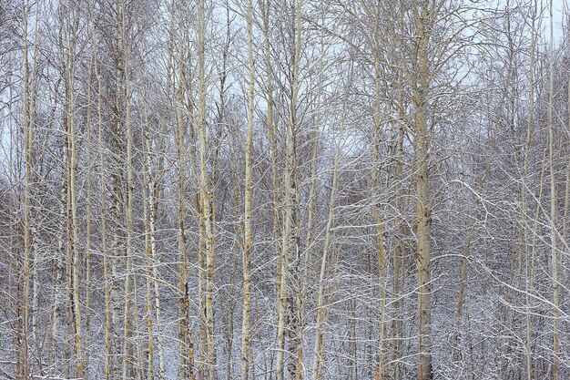 paesaggio invernale alberi ricoperti di brina