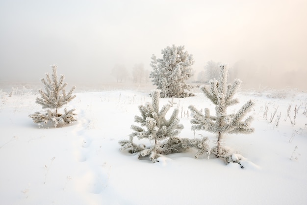 Paesaggio invernale all'alba