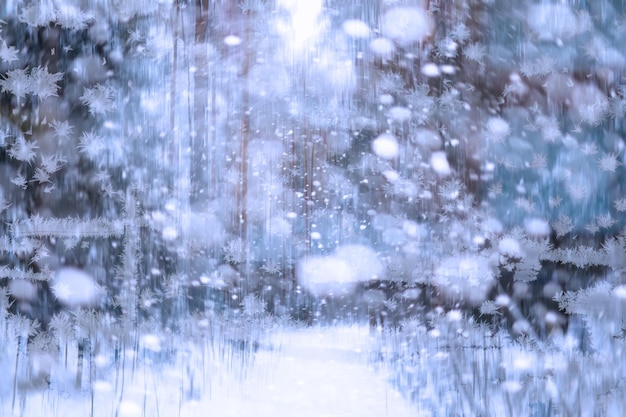 Paesaggio invernale attraverso una finestra congelata. Sfondo di neve sfocato. Alberi e piante ricoperte di neve.