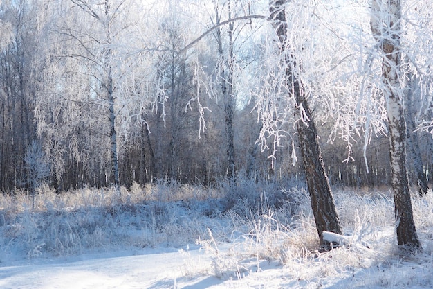 Paesaggio invernale. bellissimo bosco di betulle innevate.