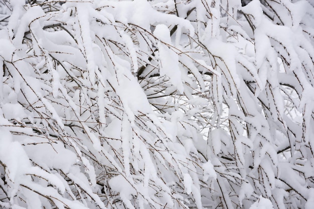 Paesaggio invernale bianco con alberi innevati