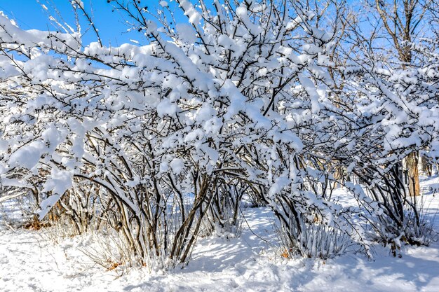 Paesaggio invernale Cespugli coperti con la prima neve contro il cielo blu