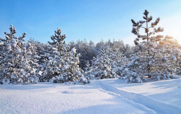 Paesaggio invernale Composizione della natura Paesaggio invernale con abeti e strada