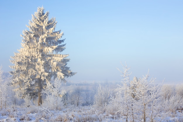 Paesaggio invernale con abete