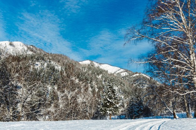 Paesaggio invernale con abeti e montagne