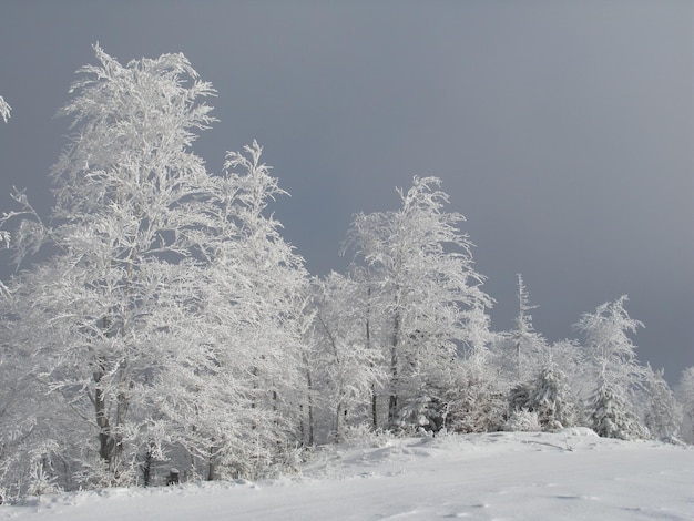 Paesaggio invernale con abeti innevati in primo piano