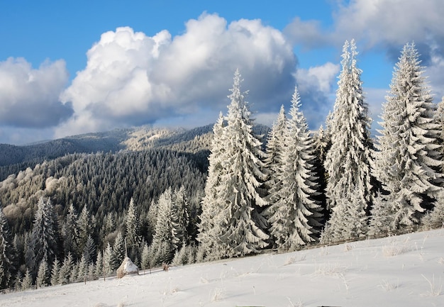 Paesaggio invernale con abeti innevati in primo piano