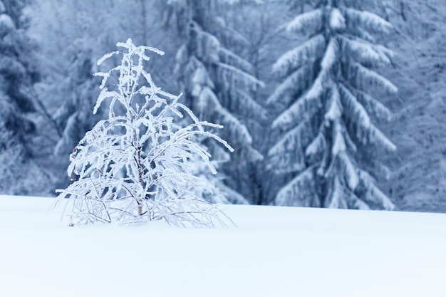 Paesaggio invernale con abeti innevati