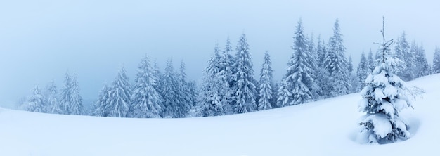 Paesaggio invernale con abeti innevati