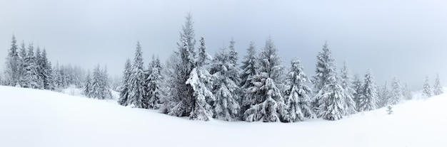 Paesaggio invernale con abeti innevati