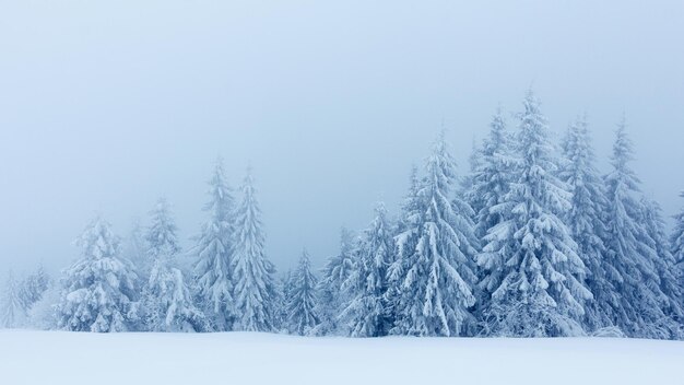 Paesaggio invernale con abeti innevati