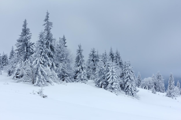 Paesaggio invernale con abeti innevati