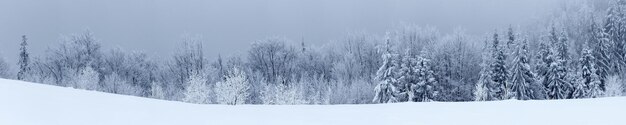 Paesaggio invernale con abeti innevati