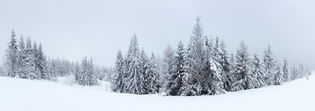 Paesaggio invernale con abeti innevati